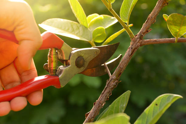 Kechi, KS Tree Removal Services Company